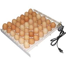 Poultry Incubation